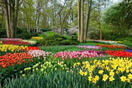 Keukenhof