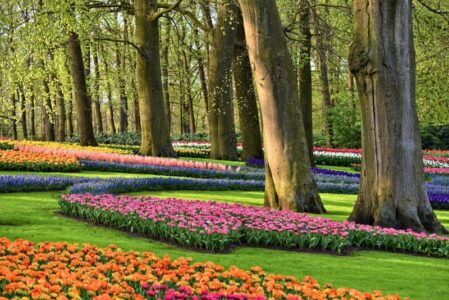 Keukenhof