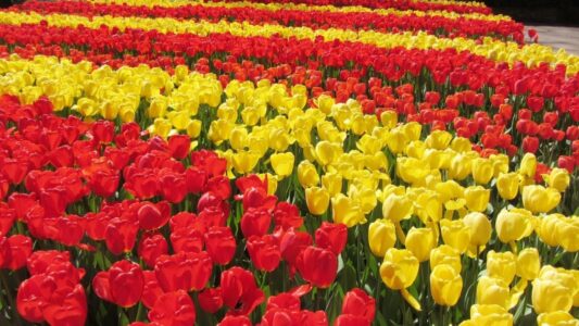 Keukenhof