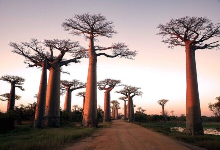 Baobab avenue