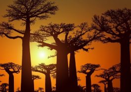 Baobab avenue