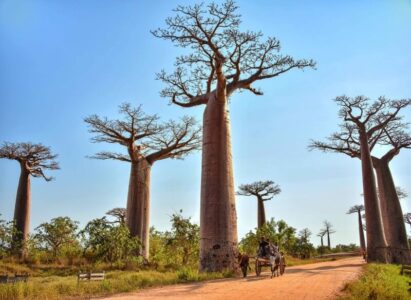 Baobab avenue
