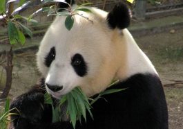 panda velká