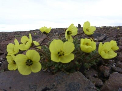 Mák papaver radicatum