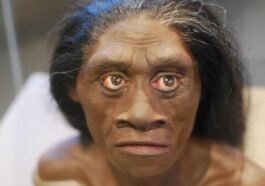 Homo Floresiensis