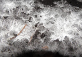 mycelium