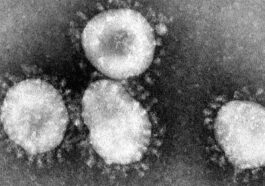 koronavirus