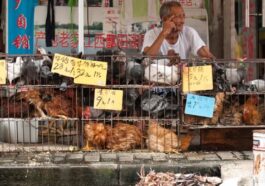 wet market