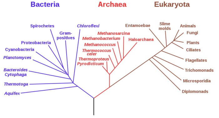 fylogenetický strom života