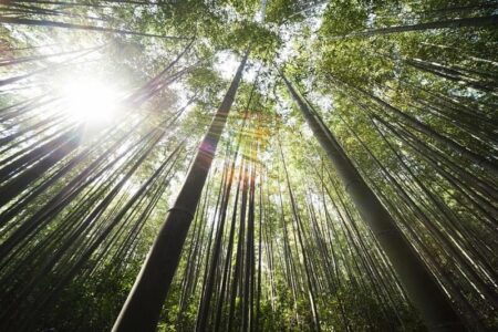 Bambusový háj Arashiyama