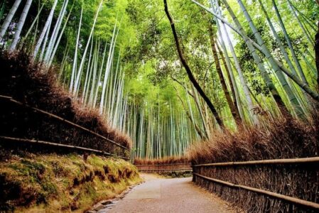 Bambusový háj Arashiyama