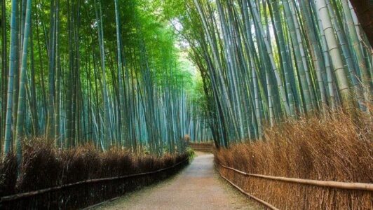 Bambusový háj Arashiyama