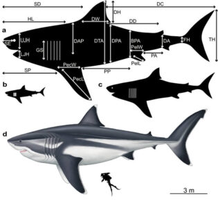 megalodon - srovnani