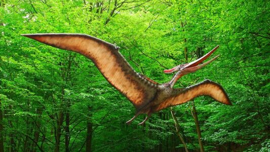 Pteranodon