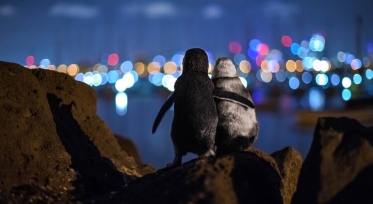 Zamilovaní tučňáci