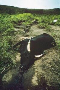 Mrtvá kráva po úniku plynu v roce 1986