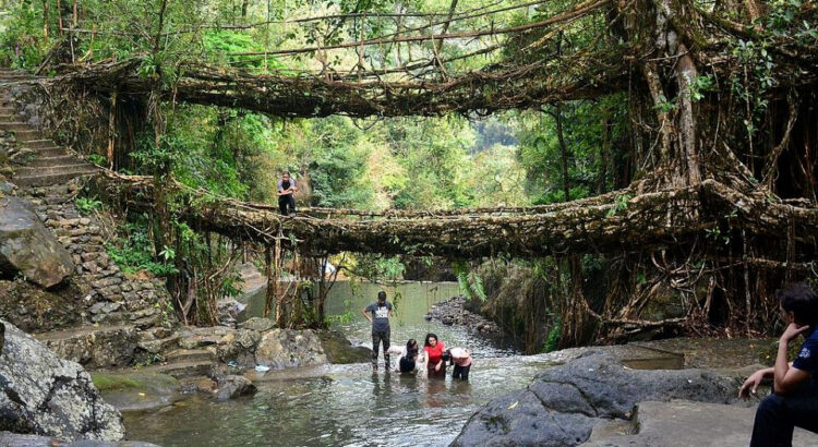 Dvojitý most ze živých kořenů