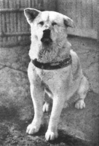 Pes Hachiko