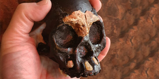 Homo naledi