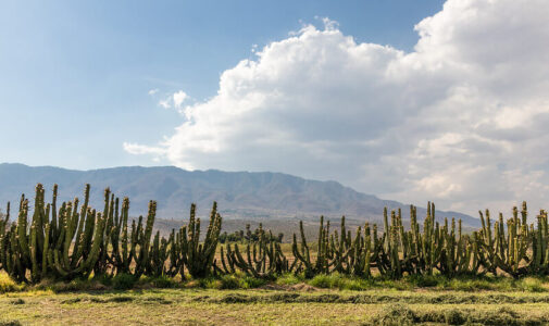 Jalisco