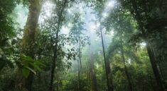 deštný les