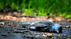 Mrtvý pták