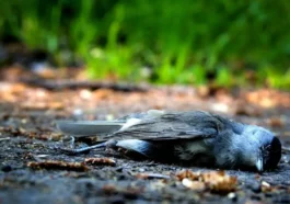 Mrtvý pták