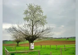 strom na stromě