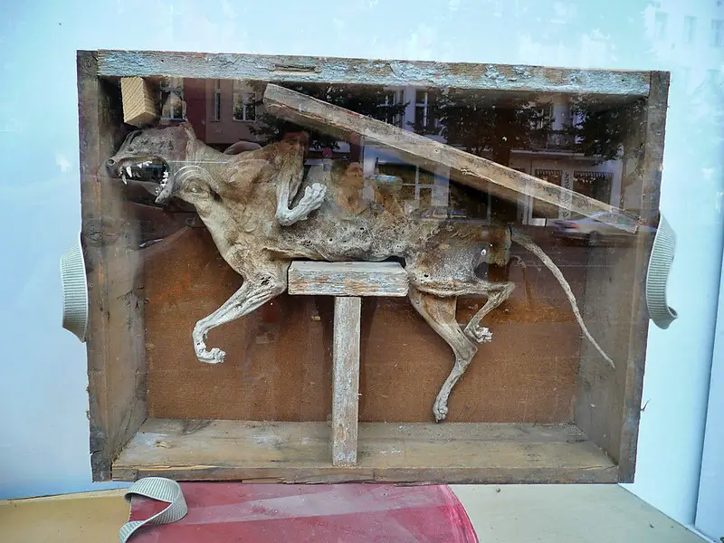 Mumifikovaná kočka