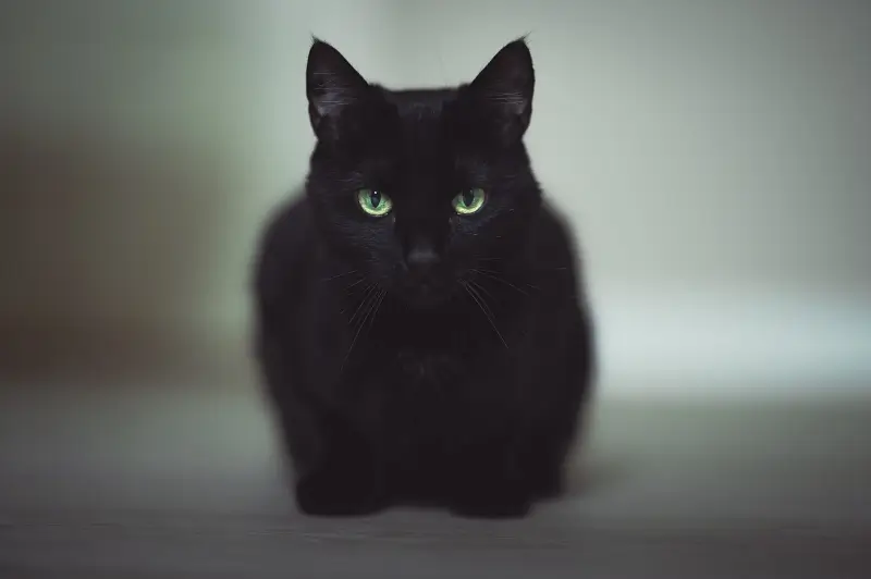 Mnoho lidí nemá rádo černé kočky ani dnes