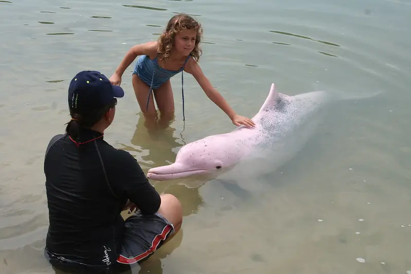 Delfín albín