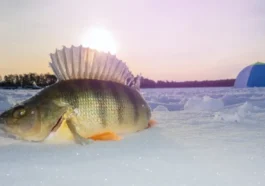 Zimní rybaření