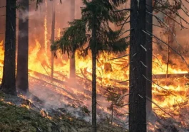 lesní požár