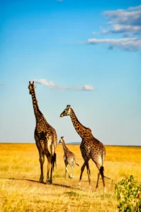 Národní park Serengeti
