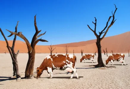 Deadvlei