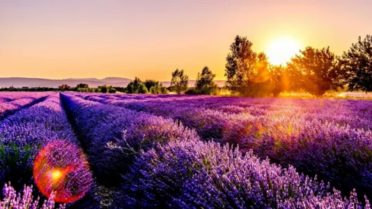 Provence