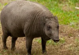 Prase na ostrově Celebes