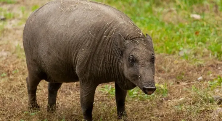 Prase na ostrově Celebes