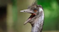Emu