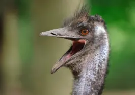 Emu