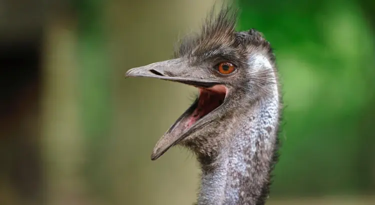 Emu