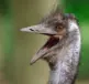 Emu