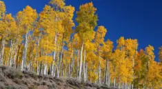 Pando