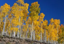 Pando