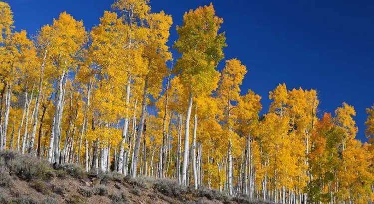 Pando