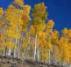 Pando