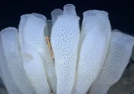 Euplectella aspergillum