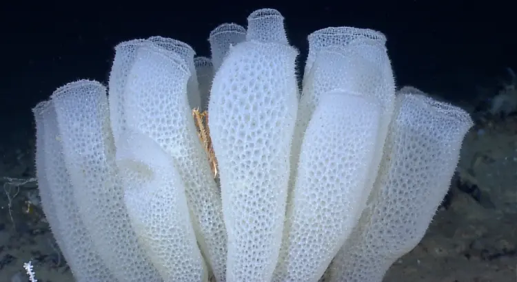 Euplectella aspergillum