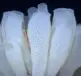 Euplectella aspergillum