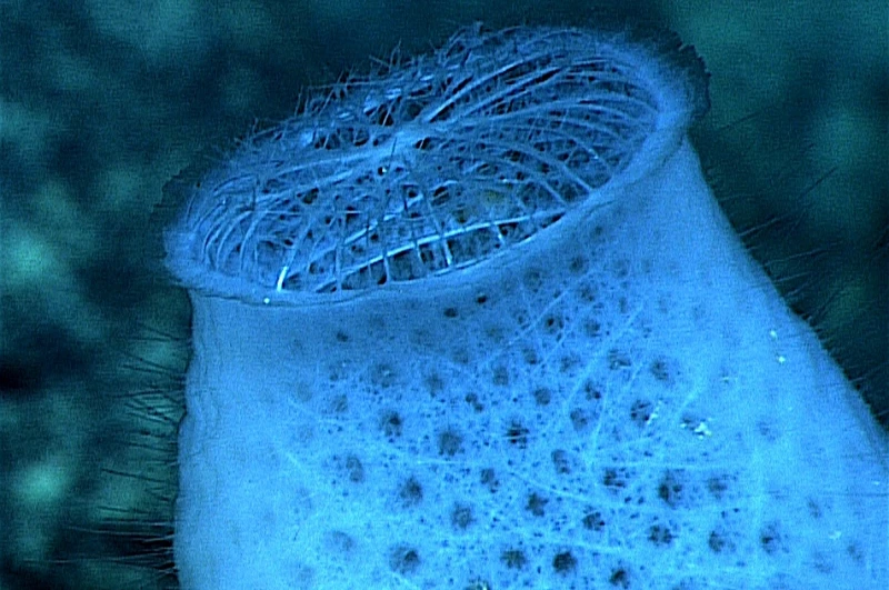 Euplectella aspergillum